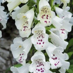 Foxglove 'Dalmation White' -Plants Sales Store DIGI T64066 B h