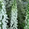 Foxglove 'Alba' 2 Foxglove 'Alba' -Plants Sales Store DIGI T64078 A h
