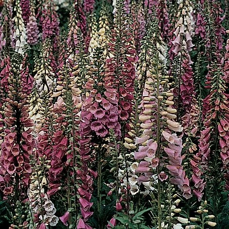 Foxglove 'Foxy' 3 Foxglove 'Foxy'