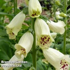 Foxglove 'Dalmatian Cream'