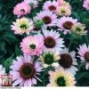 Echinacea 'Sunseekers Salmon' 1 Echinacea 'Sunseekers Salmon' -Plants Sales Store ECHI KA9816 A