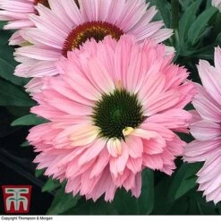 Echinacea 'Sunseekers Salmon' -Plants Sales Store ECHI KA9816 C