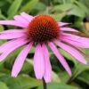 Echinacea Purpurea 'Rubinstern' 2 Echinacea Purpurea 'Rubinstern' -Plants Sales Store ECHI T58358 A h