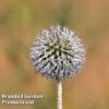 Echinops Spaerocephalus 'Arctic Glow' -Plants Sales Store ECHI ARCTICGLO L44957
