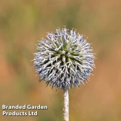 Echinops Spaerocephalus 'Arctic Glow'