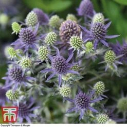 Eryngium Planum 'Blue Hobbit'