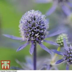 Eryngium Planum 'Blue Hobbit' 7 Eryngium Planum 'Blue Hobbit' -Plants Sales Store ERYN T74432 B2