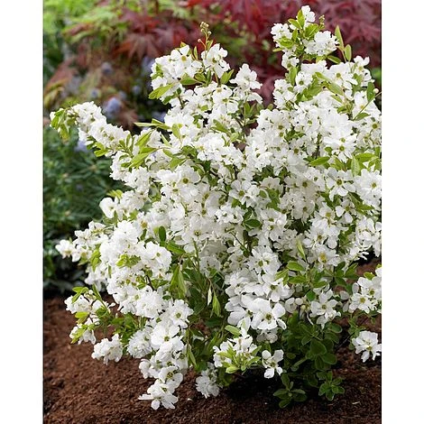 Exochorda X Macrantha 'Niagara' 3 Exochorda X Macrantha 'Niagara'