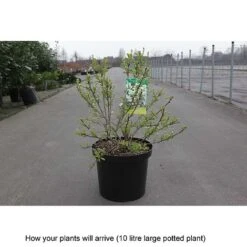 Exochorda X Macrantha 'Niagara' 5 Exochorda X Macrantha 'Niagara' -Plants Sales Store EXOC T67928 B h