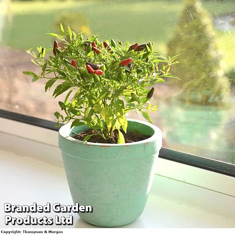 Chilli Pepper 'Fiery Flames' 2 Chilli Pepper 'Fiery Flames'