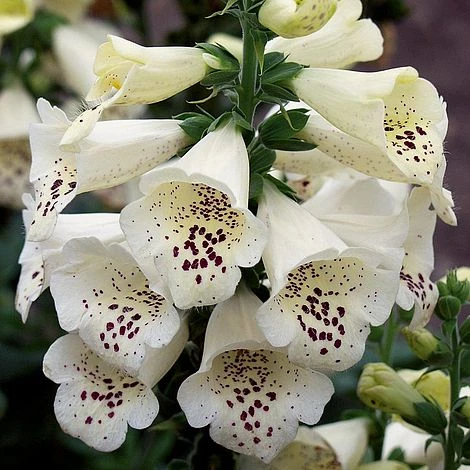 Foxglove 'Camelot Cream' 7 Foxglove 'Camelot Cream' - Image 5