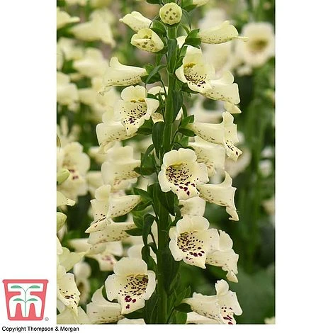Foxglove 'Camelot Cream' 5 Foxglove 'Camelot Cream' - Image 3