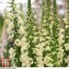 Foxglove 'Camelot Cream' 2 Foxglove 'Camelot Cream' -Plants Sales Store FOXG T57892 D