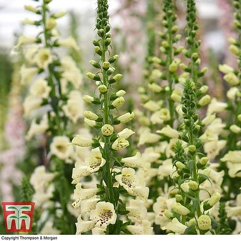 Foxglove 'Camelot Cream' 3 Foxglove 'Camelot Cream'