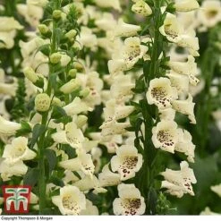 Foxglove 'Camelot Cream' 10 Foxglove 'Camelot Cream' -Plants Sales Store FOXG T57892 E