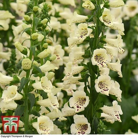 Foxglove 'Camelot Cream' 6 Foxglove 'Camelot Cream' - Image 4