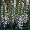 Foxglove 'Camelot Lavender' 2 Foxglove 'Camelot Lavender' -Plants Sales Store FOXG T57894 A h