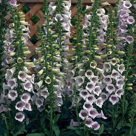 Foxglove 'Camelot Lavender' 3 Foxglove 'Camelot Lavender'
