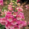 Foxglove 'Camelot Rose' 2 Foxglove 'Camelot Rose' -Plants Sales Store FOXG T57896 A h