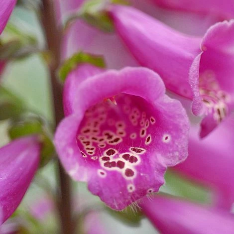Foxglove 'Camelot Rose' 4 Foxglove 'Camelot Rose' - Image 2