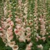 Foxglove 'Dalmatian Peach' 1 Foxglove 'Dalmatian Peach' -Plants Sales Store FOXG T58354 A h