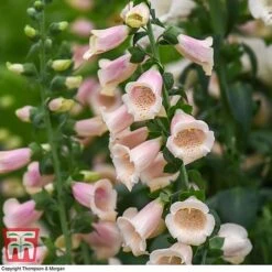 Foxglove 'Dalmatian Peach' -Plants Sales Store FOXG T58354 B
