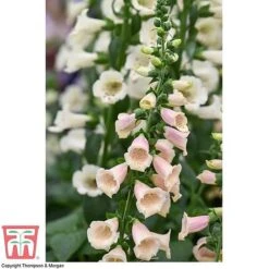 Foxglove 'Dalmatian Peach' -Plants Sales Store FOXG T58354 D
