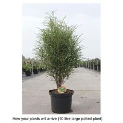 Frangula Alnus 'Fine Line' 5 Frangula Alnus 'Fine Line' -Plants Sales Store FRAN T68344 B h