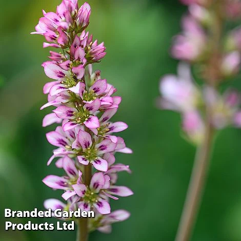 Francoa Sonchifolia 3 Francoa Sonchifolia