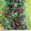 Fuchsia 'Lady In Black' 2 Fuchsia 'Lady In Black' -Plants Sales Store FUCH T16269 A h