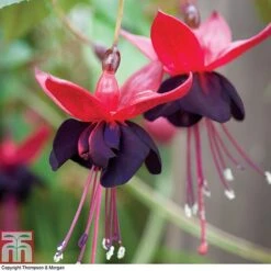 Fuchsia 'Lady In Black' 7 Fuchsia 'Lady In Black' -Plants Sales Store FUCH T16269 B h