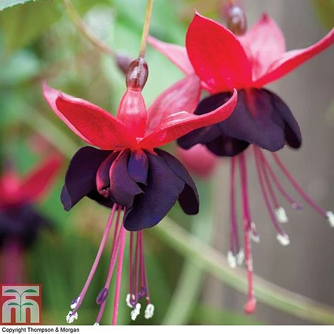 Fuchsia 'Lady In Black' 4 Fuchsia 'Lady In Black' - Image 2