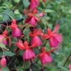 Fuchsia 'Pink Fizz' (Hardy) 2 Fuchsia 'Pink Fizz' (Hardy) -Plants Sales Store FUCH T57099 A h