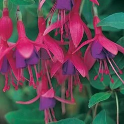 Fuchsia 'Tom Thumb' (Hardy) 14 Fuchsia 'Tom Thumb' (Hardy) -Plants Sales Store FUCH T57754 A h