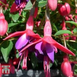 Fuchsia 'Tom Thumb' (Hardy) 12 Fuchsia 'Tom Thumb' (Hardy) -Plants Sales Store FUCH T57754 B