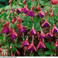 Fuchsia 'Tom Thumb' (Hardy) 13 Fuchsia 'Tom Thumb' (Hardy) -Plants Sales Store FUCH T57754 D