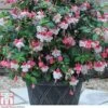 Fuchsia 'Swingtime' 2 Fuchsia 'Swingtime' -Plants Sales Store FUCH T72124 A h