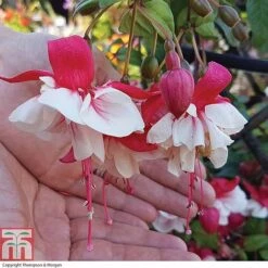 Fuchsia 'Swingtime' 6 Fuchsia 'Swingtime' -Plants Sales Store FUCH T72124 B h