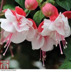 Fuchsia 'Swingtime' 7 Fuchsia 'Swingtime' -Plants Sales Store FUCH T72124 C h