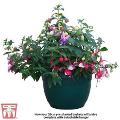 Fuchsia Trailing Pre-Planted Basket 10 Fuchsia Trailing Pre-Planted Basket -Plants Sales Store Fuchsia