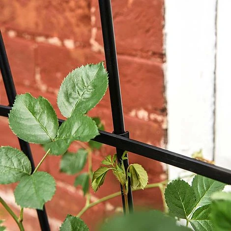 Garden Gear 1.2-Metre Fan Trellis 4 Garden Gear 1.2-Metre Fan Trellis - Image 2