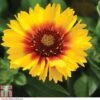 Gaillardia 'Mesa Bright Bicolour' 2 Gaillardia 'Mesa Bright Bicolour' -Plants Sales Store GAIL P3242 A h