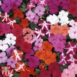 Garden Ready Basket Collection 15 Garden Ready Basket Collection -Plants Sales Store GARD KB3132 L