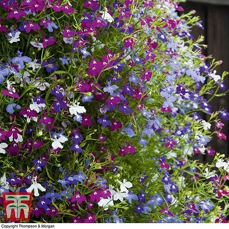 Garden Ready Basket Collection 4 Garden Ready Basket Collection - Image 2