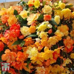 Garden Ready Basket Collection 11 Garden Ready Basket Collection -Plants Sales Store GARD KB3133 C