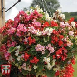 Garden Ready Basket Collection 12 Garden Ready Basket Collection -Plants Sales Store GARD KB3133 D