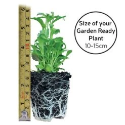 Garden Ready Basket Collection 13 Garden Ready Basket Collection -Plants Sales Store GARDEN READY SIZE23