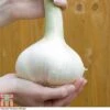 Elephant Garlic (Spring/Autumn Planting) 2 Elephant Garlic (Spring/Autumn Planting) -Plants Sales Store GARL ZWW4036 A h