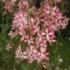 Gaura Lindheimeri 'Rosyjane' -Plants Sales Store GAUR T57756 A h