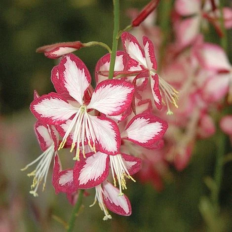 Gaura Lindheimeri 'Rosyjane' 4 Gaura Lindheimeri 'Rosyjane' - Image 2